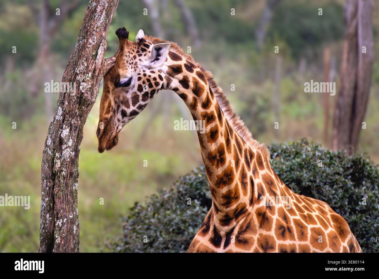 Rothschilds Giraffe (Giraffa camelopardalis rothschildi) Nahporträt in Nairobi, Kenia. Stockfoto