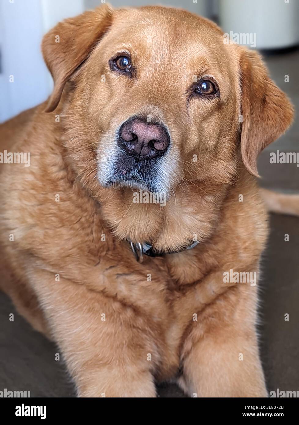 Fox Red Labrador Retriever mit grauer Mündung und gefühlvollem Ausdruck, Indoor Portrait, North Yorkshire, England - Smartphone-aufgenommenes Stockfoto