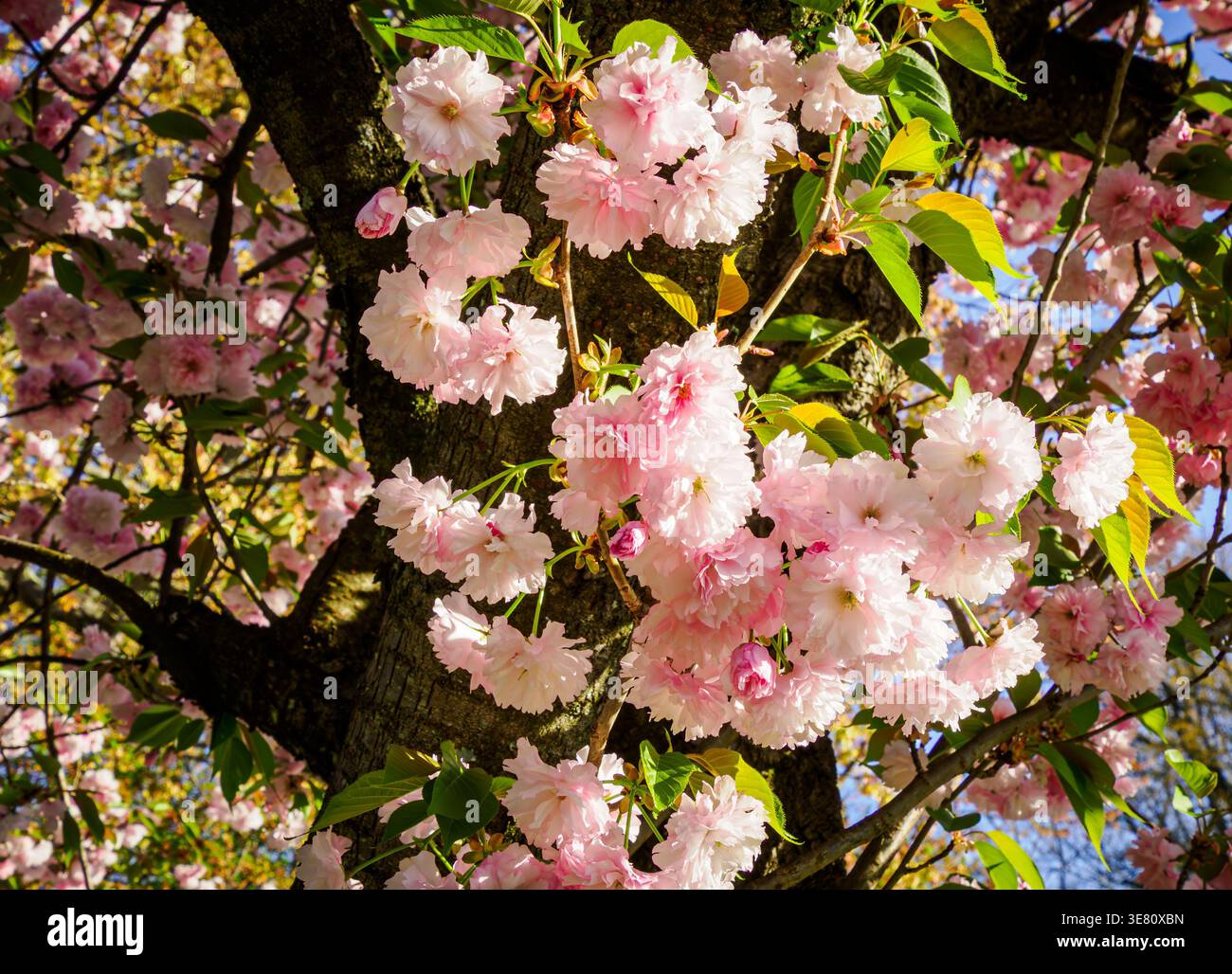 Nahaufnahme der Kirschblüten im Frühling Stockfoto