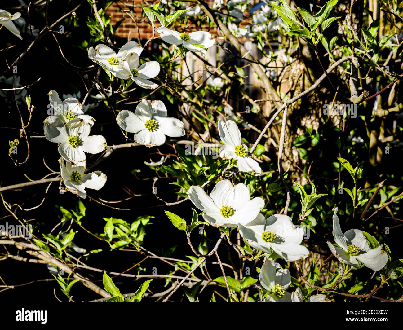 Amerikanische weiße Hartholzblüten mit gelben Antheren blühen im Frühling Stockfoto