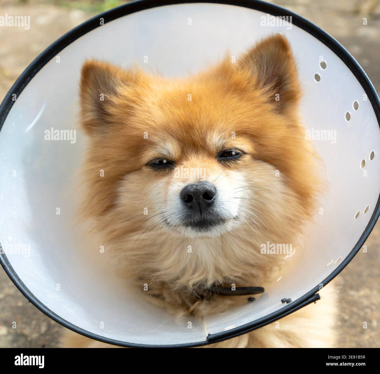 Pommerschen Hund mit elisabethanischem Kragen Stockfoto