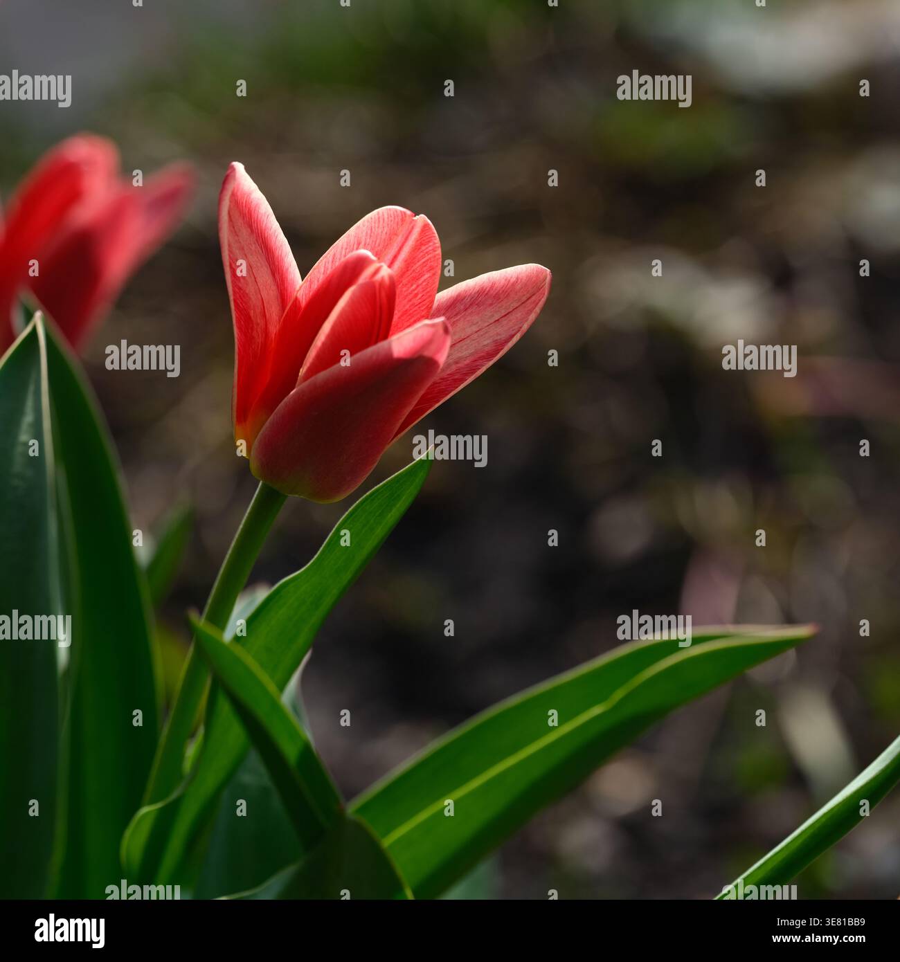 Eine leuchtende rote Tulpe, die im weichen Sonnenlicht vor einem dunklen, unscharfen Gartenhintergrund blüht. Nahaufnahme. Stockfoto