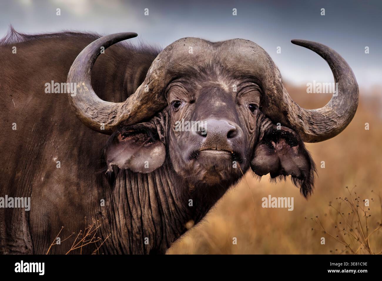 Afrikanischer Büffel (Syncerus Caffer) Nahaufnahme Porträt im Ngorongoro-Krater, Tansania. Stockfoto