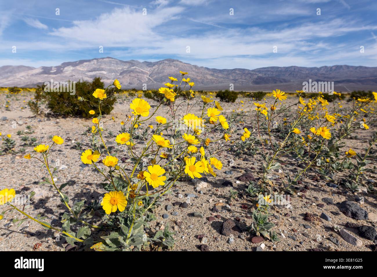Wüstengold Sonnenblumen Wildblumen im Death Valley National Park Stockfoto