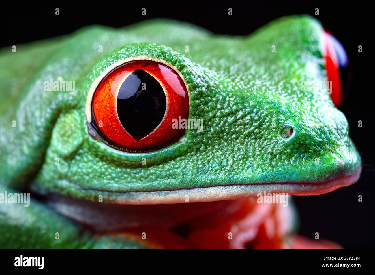Nahaufnahme eines roäugigen Baumfroschs, dessen leuchtende rote Augen wachsam sind, während er seine Umgebung nach Beute oder einem potenziellen Gefährten in der Wildnis scannt. Stockfoto