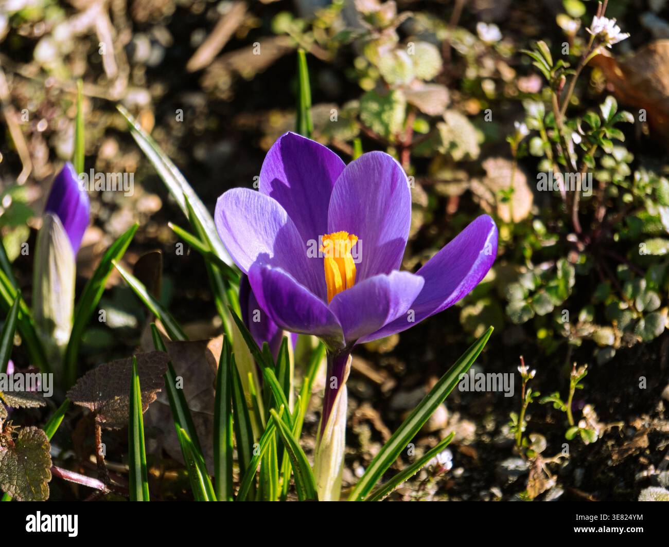 Makronaht einer violetten Krokusblume, die im Frühfrühlingssonnenlicht blüht. Stockfoto