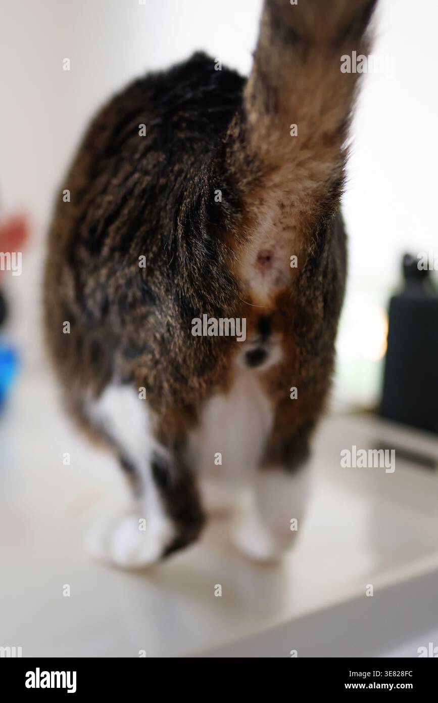 Lustige Rückansicht einer Hauskatze mit erhöhtem Schwanz, verspieltem Tiermoment und humorvoller Heimszene. Stockfoto
