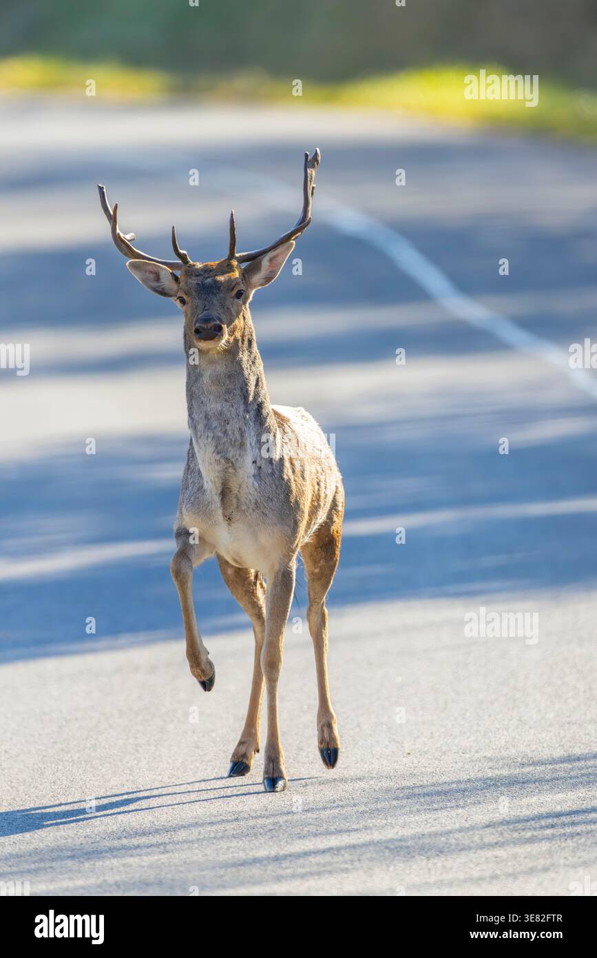 Junger Hirsch, der auf einer asphaltierten Straße läuft und mit angehobenem Bein direkt nach vorne blickt Stockfoto