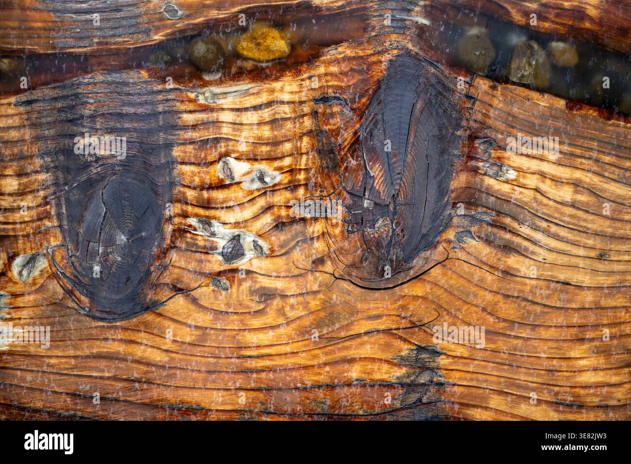 Rostflecken kriechen über verwittertes Holzkorn. Dunkle Flecken stehen im Kontrast zu warmen, sonnengebleichten Tönen. Textur spricht von Alter, Vernachlässigung und natürlichem Verfall. Stockfoto