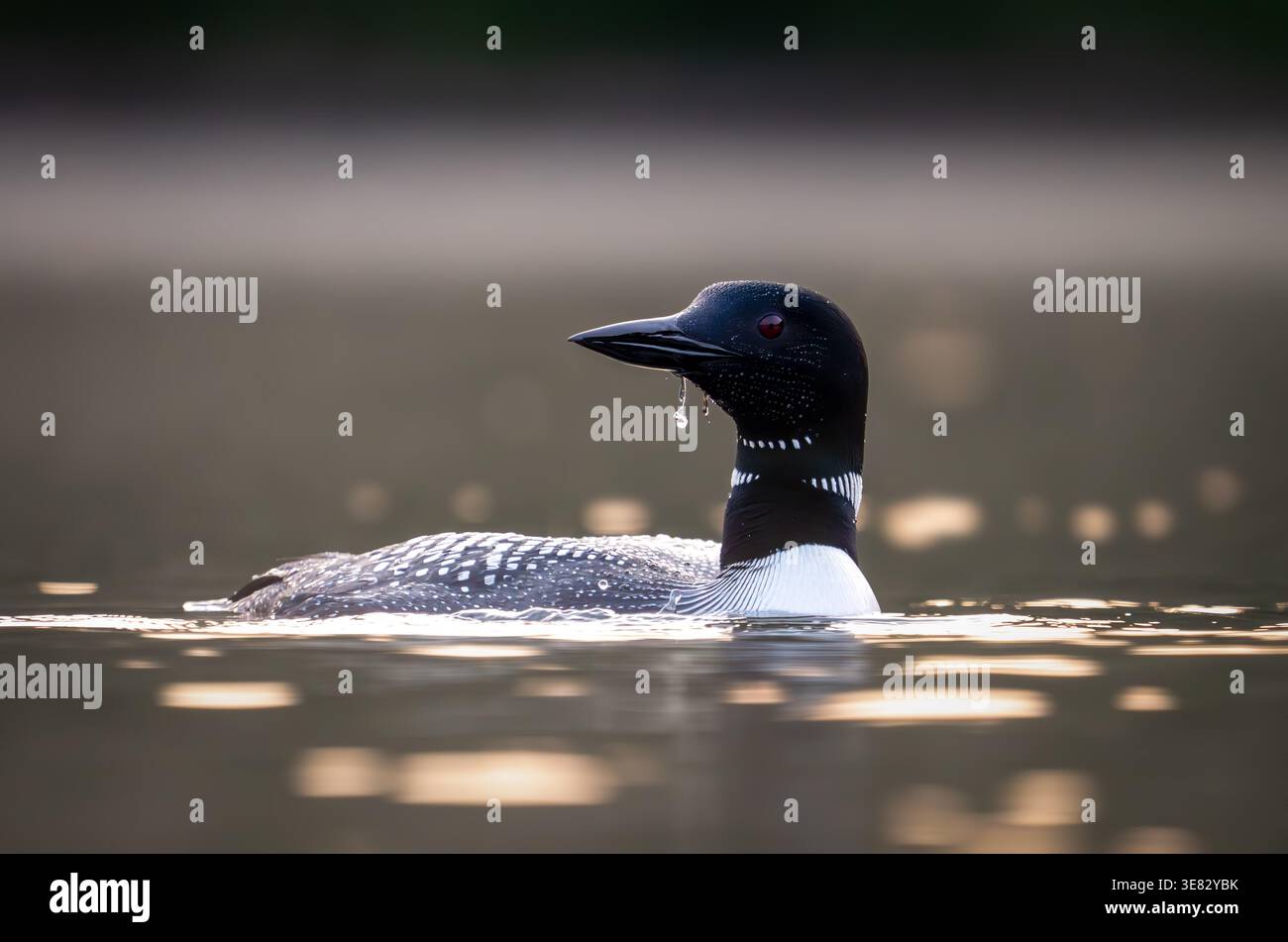 Gemeiner Loon bei Sonnenaufgang Stockfoto