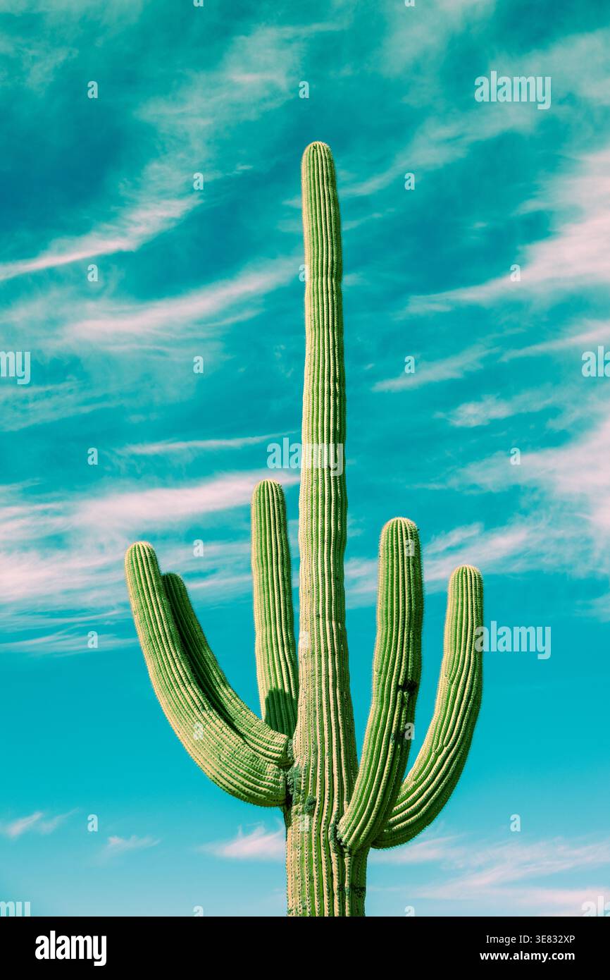Hoher Saguaro-Kakteen vor blauem Himmel in Sonora Desert Arizona minimalistisches Naturkonzept zum Wandern im Camping-Van-Leben Stockfoto