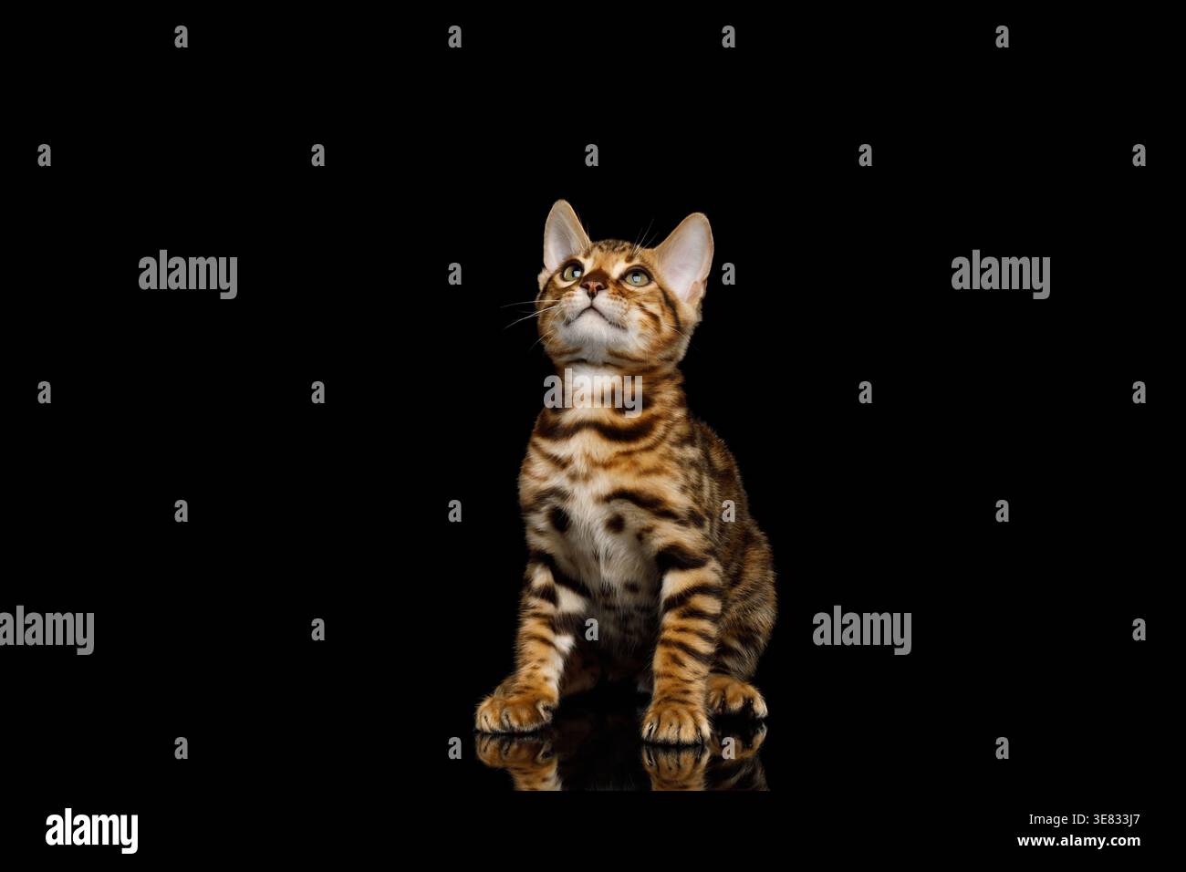Niedliche reinrassige bengalische Katze, die vor Neugier auf isoliertem schwarzem Hintergrund sitzt und nach oben starrt Stockfoto