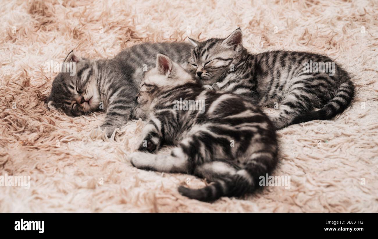 Nahaufnahme schlafender, gestreifter Kätzchen auf einer flauschigen Decke. Eine kleine pelzige Familie. Stockfoto