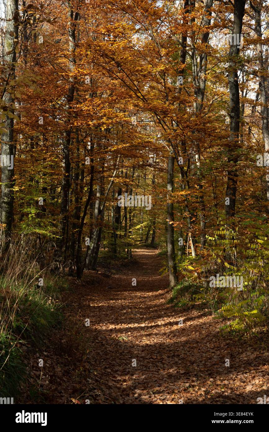 Golden Autumn Woodland mit Scenic Forest Trail Stockfoto