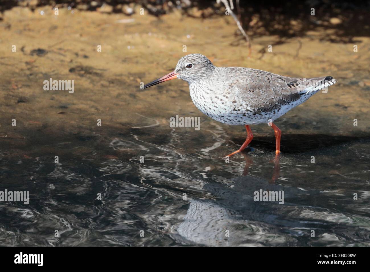 Ein Rotschenkel (tringa totanus), der am Wasserrand neben einer Sandbank nach links weht Stockfoto