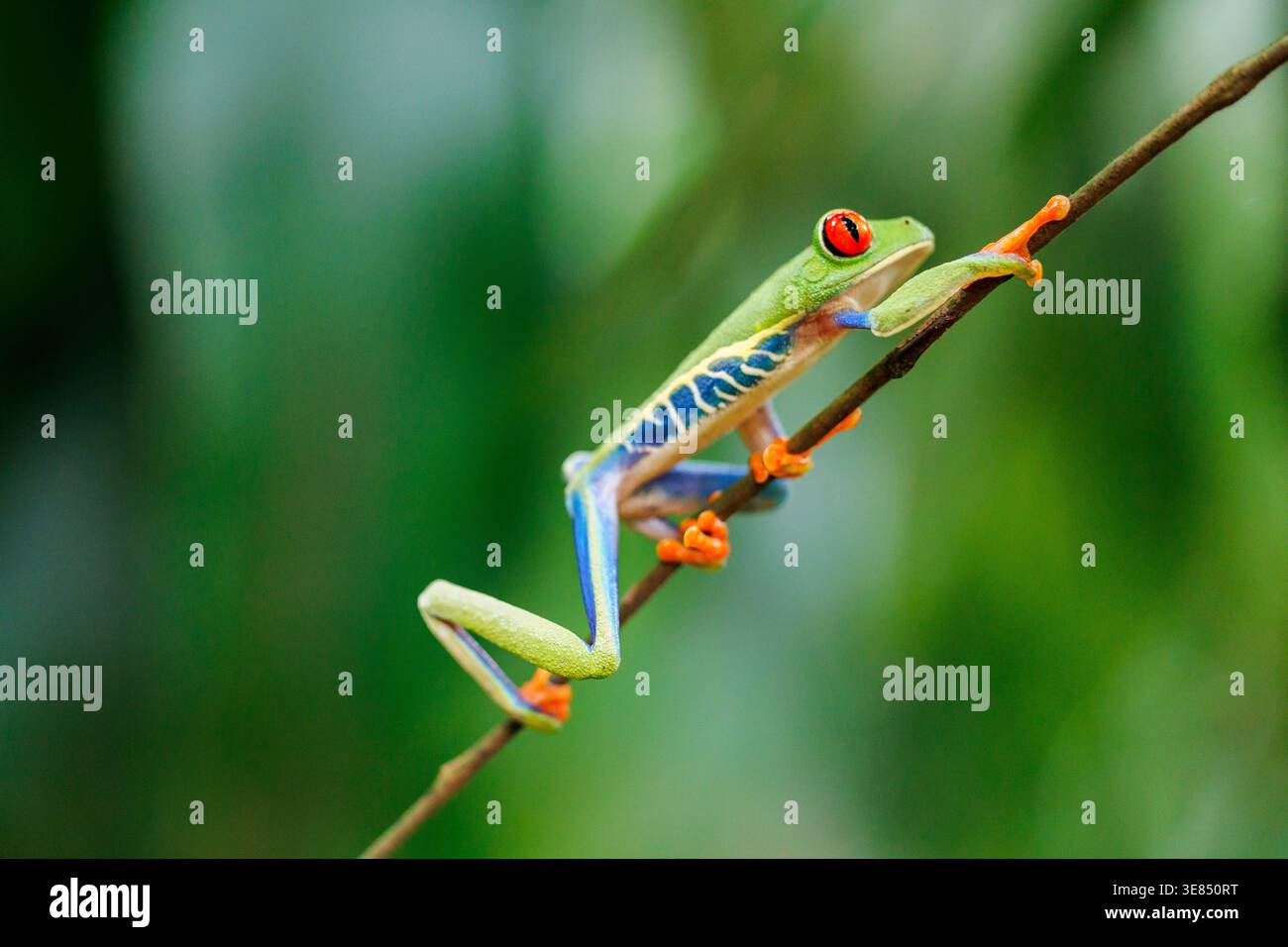 Roäugiger Baumfrosch, der sich an einem diagonalen Ast festhält, lebendiger grüner Körper und orangefarbene Zehen, scharfer Makrofokus mit weichem tropischem Bokeh-Hintergrund. Stockfoto