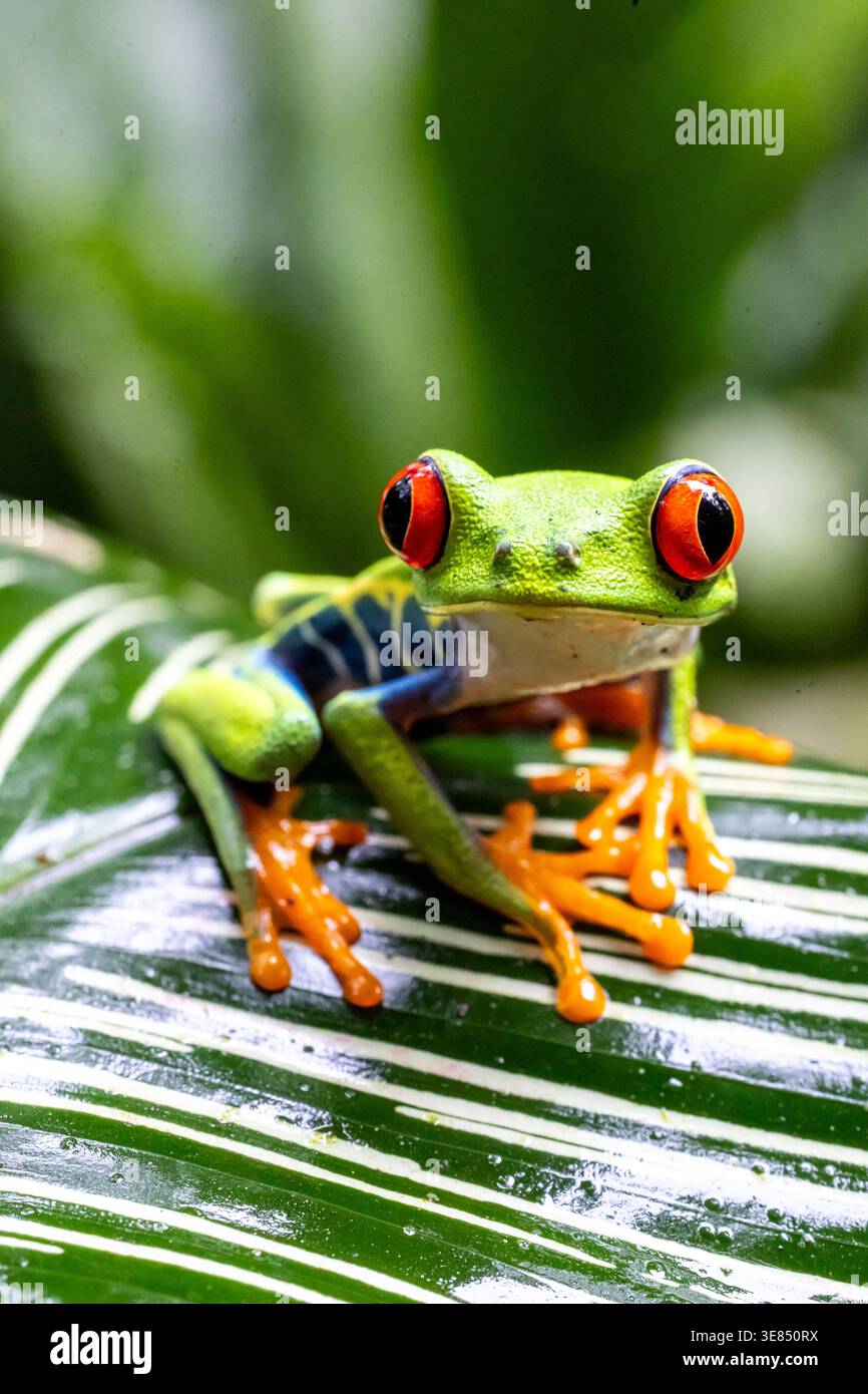 Makro von roäugigem Baumfrosch auf glänzendem tropischem Blatt, hellgrüner Körper, orangefarbenen Füßen, geringe Tiefe des Feldes mit üppigem Bokeh. Stockfoto
