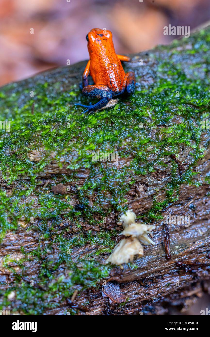 Leuchtend orange Giftpfeilfrosch auf moosigem Baumstamm im Regenwald, Makroaufnahmen mit geringer Tiefe des Feldes und unscharfem Hintergrund, leuchtenden Farben und Stockfoto