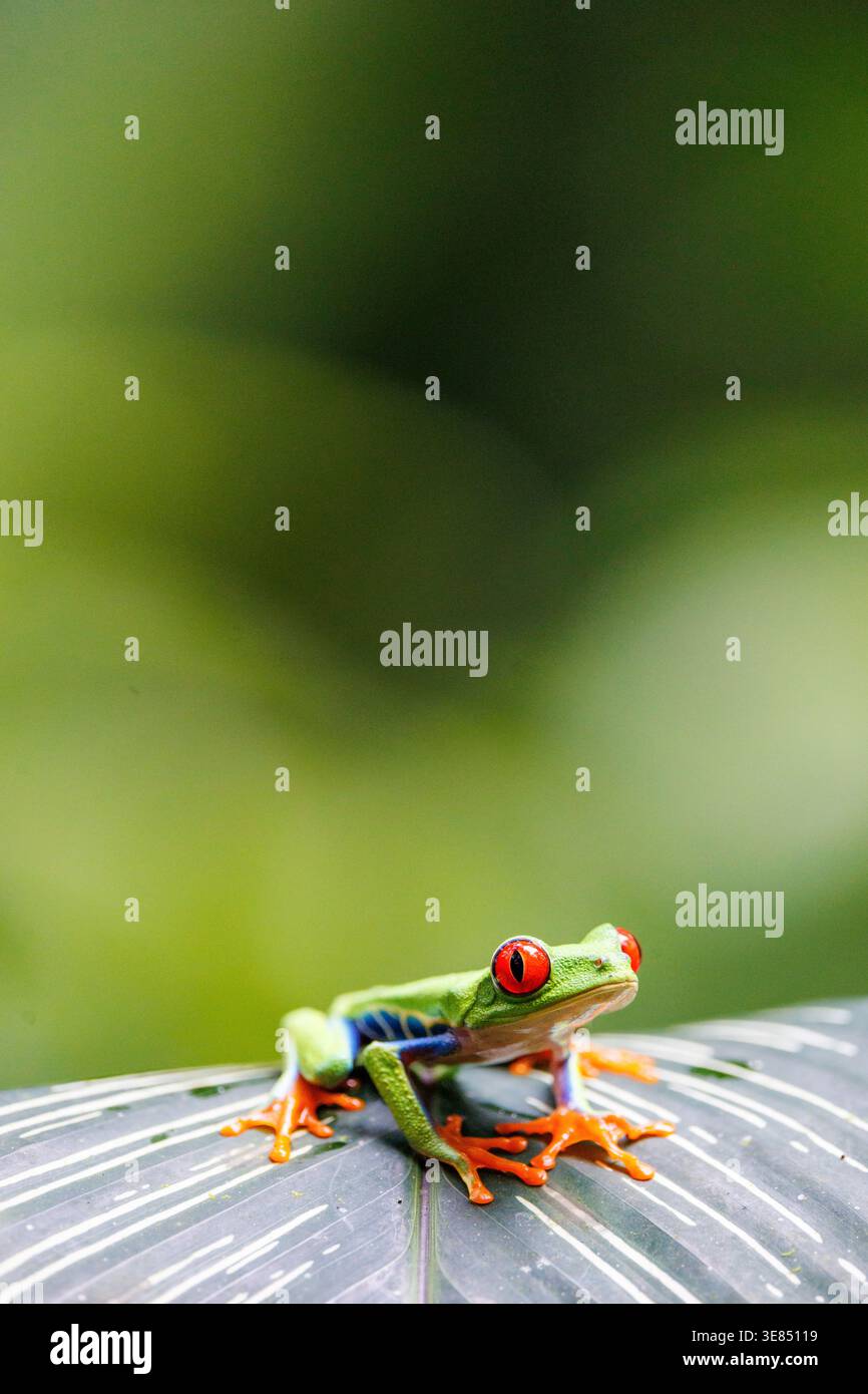 Roäugiger Baumfrosch mit hellgrünem Körper und orangefarbenen Füßen auf einem tropischen Blatt, flacher Tiefe des Feldes und weichem Bokeh-Hintergrund. Stockfoto