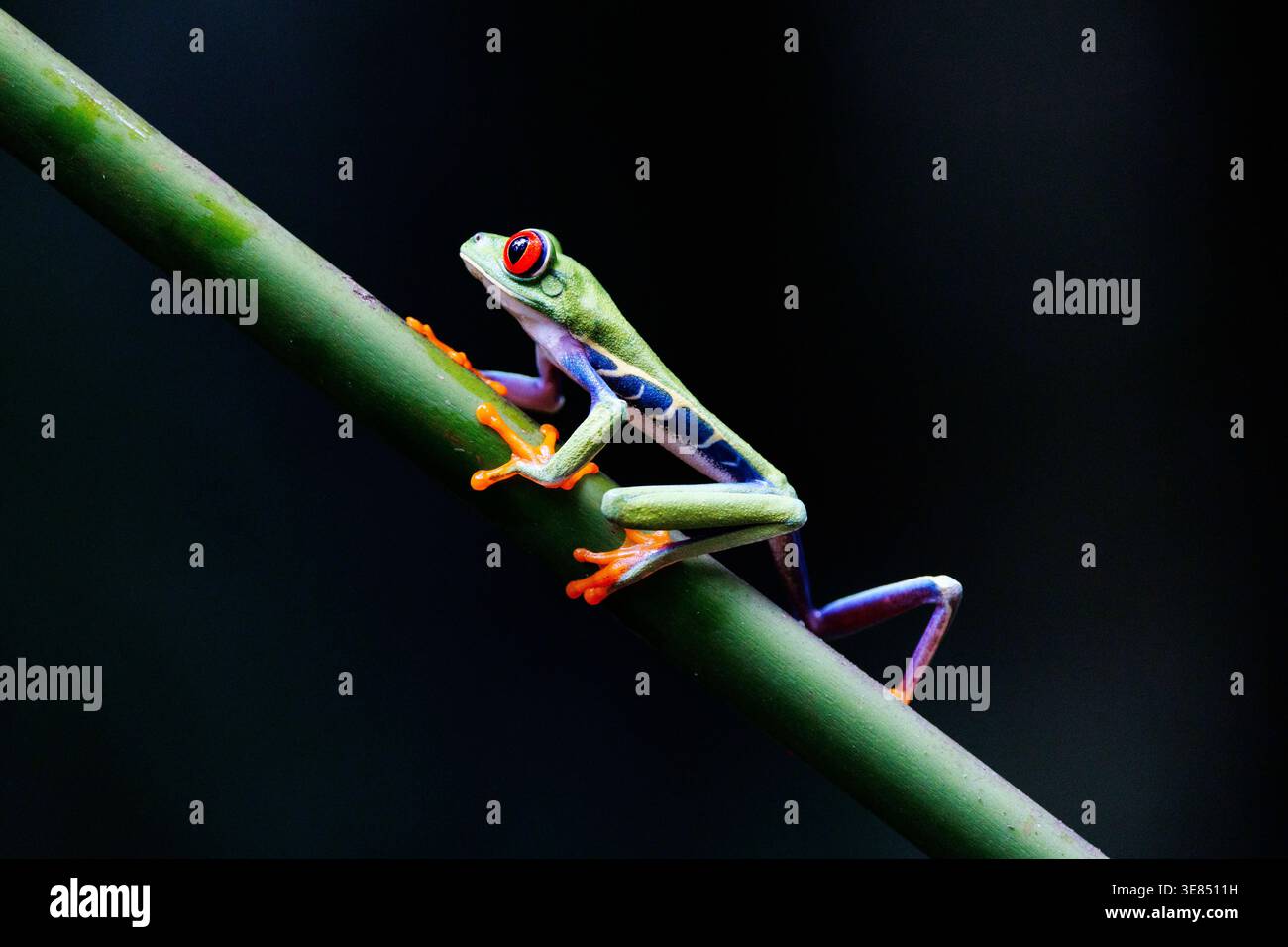 Roäugiger Baumfrosch, der sich an diagonalem grünem Stiel auf dunklem Hintergrund festhält, lebendige Makrotiere mit Kopierraum. Stockfoto