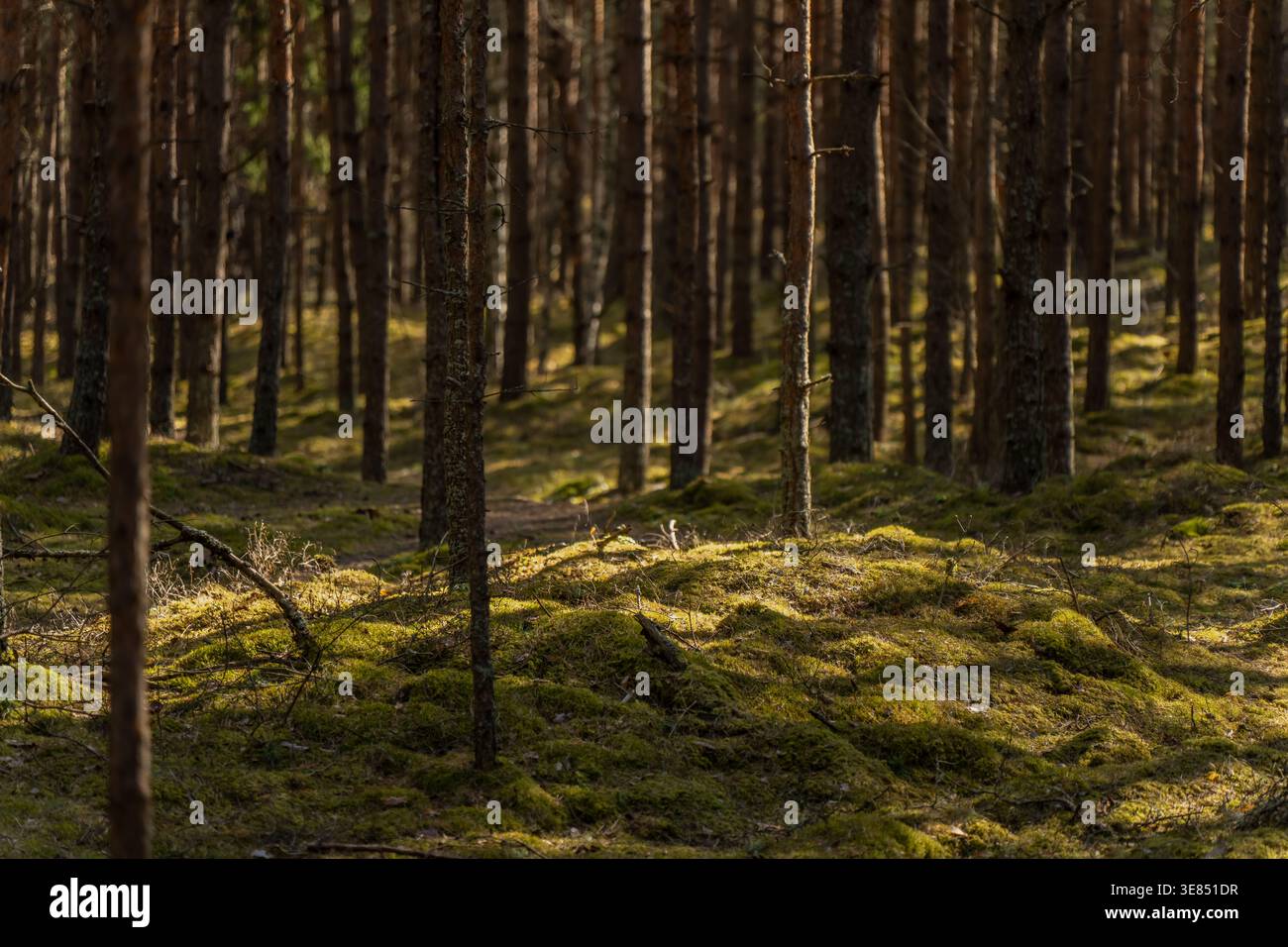Moosbedeckter Waldboden mit hohen Kiefernstämmen in ruhigem Wald, natürlichem Lebensraum, Waldlandschaft und Ökosystemtextur Stockfoto