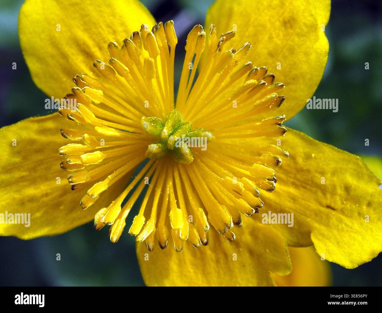 Die Sumpfdotterblume (Caltha palustris) aus der Gattung Dotterblumen (Caltha) innerhalb der Familie der Hahnenfußgewächse (Ranunculaceae) Stockfoto