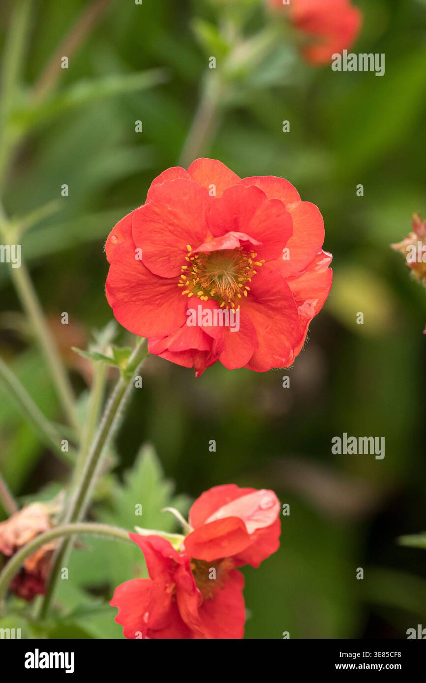Nelkenwurz (Geum SCARLET TEMPEST) Stockfoto