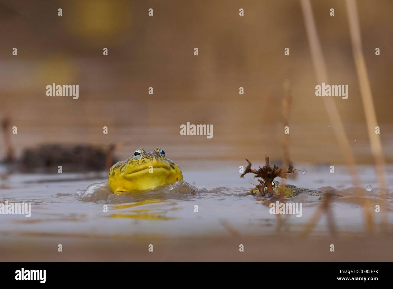 Männlicher afrikanischer Bullfrosch (Pyxicephalus adspersus) paart sich mit einem Weibchen in einem flachen Wasserbecken, das durch den Beginn der Regenzeit entstanden ist Stockfoto