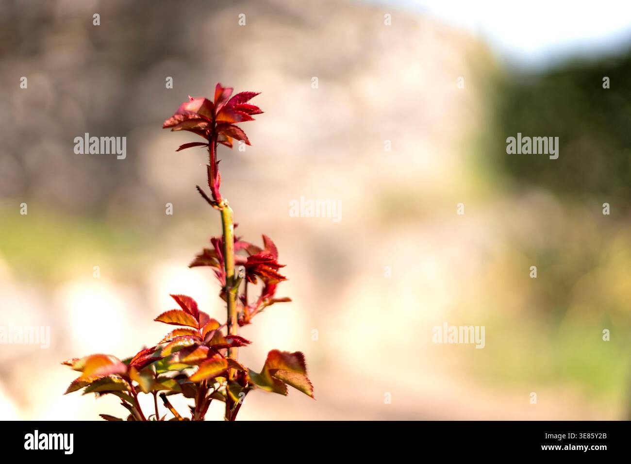 Neue rote Rosenblätter sprießen im Frühjahr an einem Stiel Stockfoto
