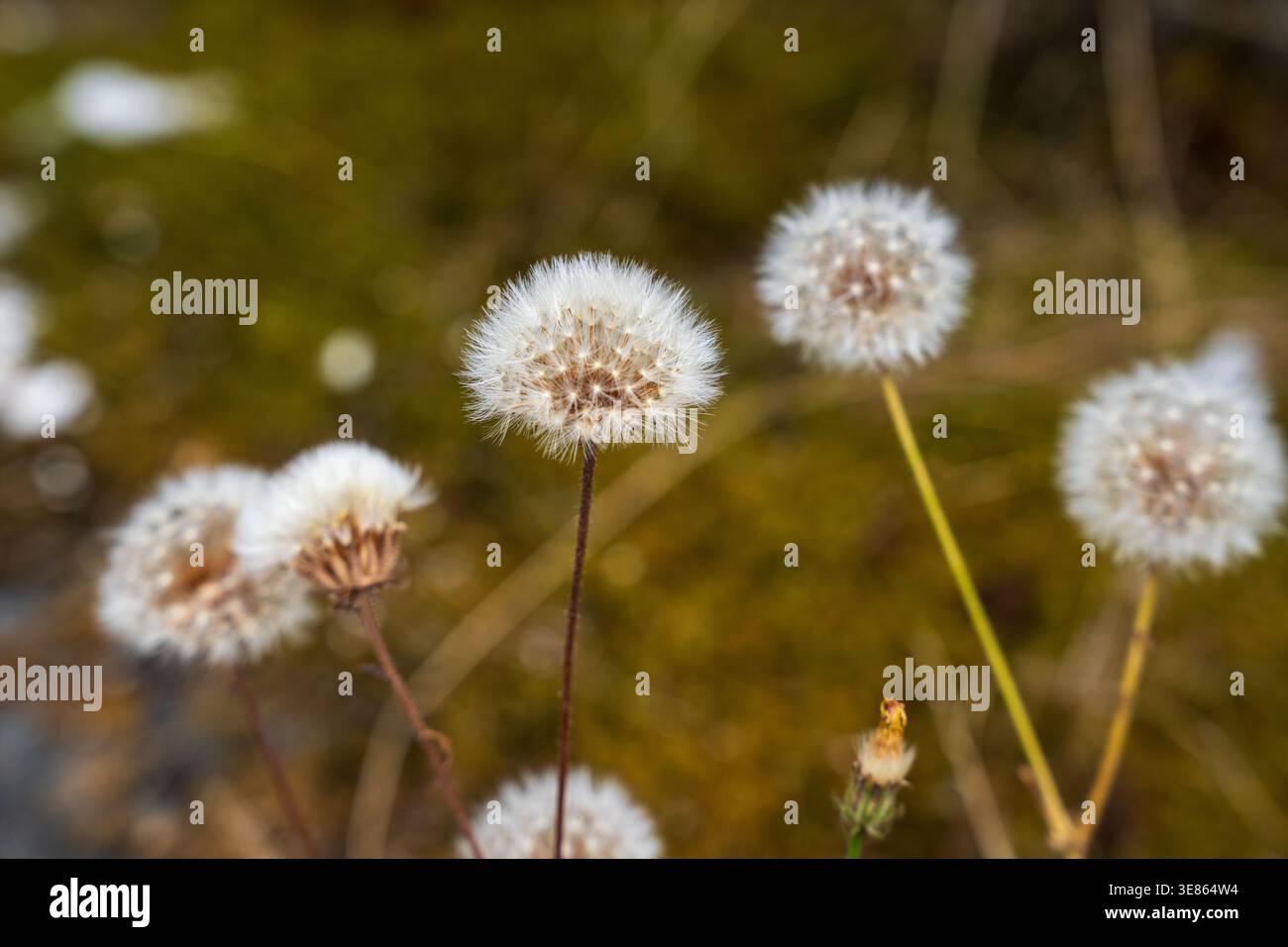 Nahaufnahme von flauschigen Löwenzahn Stockfoto