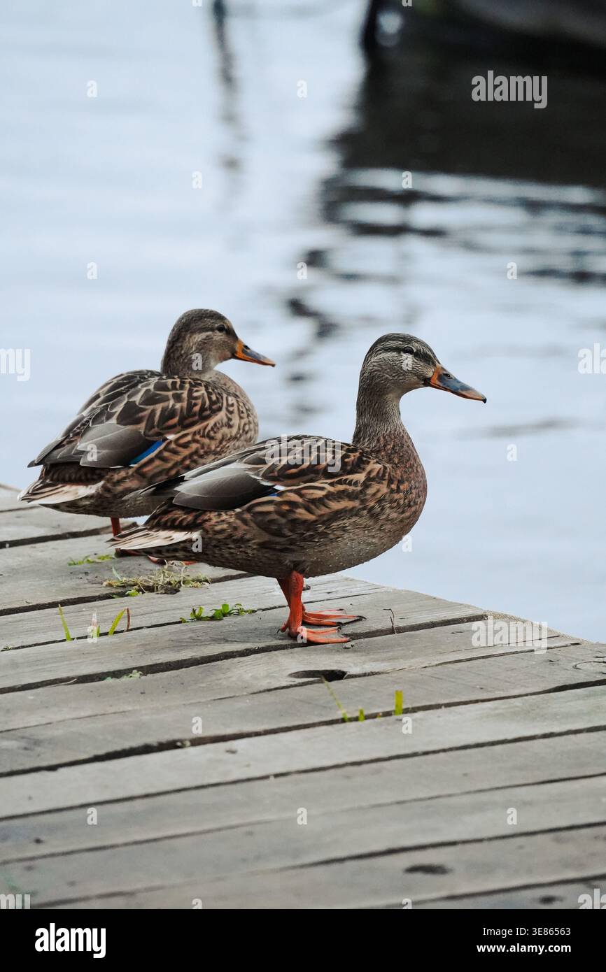 Zwei Enten stehen auf Holzsteg am Wasser in natürlicher Umgebung Stockfoto