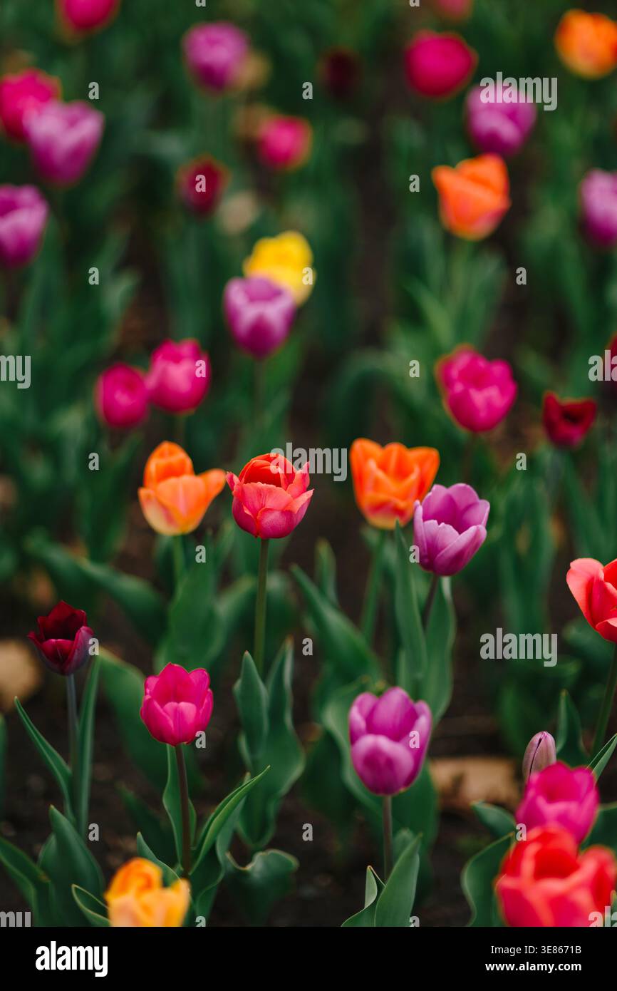 Leuchtende Frühlingstulpen in Pink, Lila, Orange und Rot blühen in einem Gartenbeet, fotografiert mit geringer Tiefe des Feldes und einem traumhaften Bokeh-Hintergrund. Stockfoto