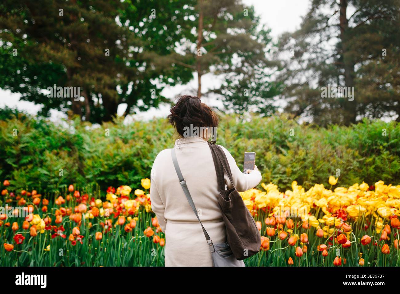 Rückansicht einer Frau, die leuchtende gelbe und orange Tulpen mit einem Smartphone in einem üppigen Park fotografiert und einen ruhigen Frühlingstag zwischen Bäumen und genießt Stockfoto