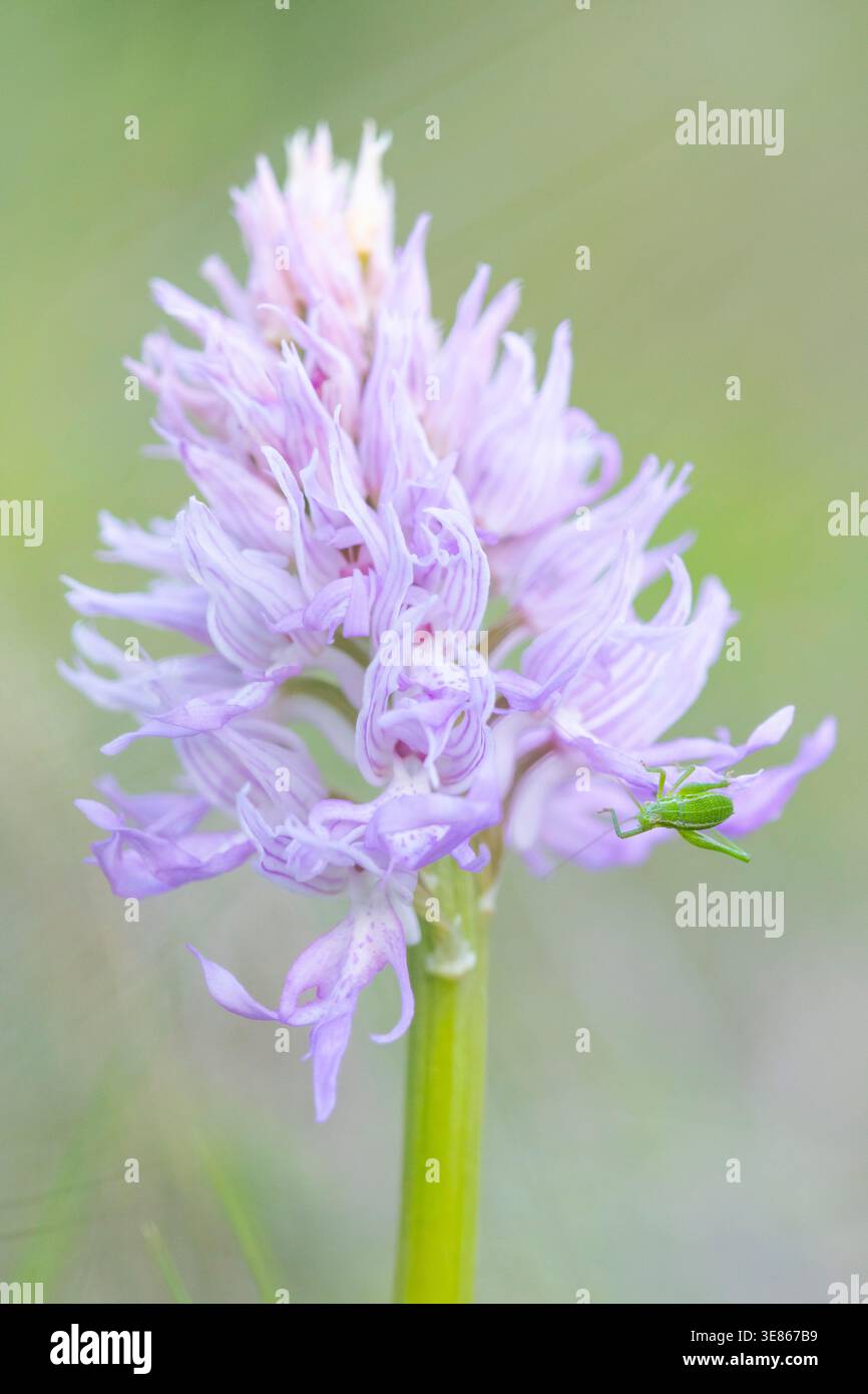 Eine Nahaufnahme der Orchis italica, die komplizierte Details und den faszinierenden Charme der Natur im Frühling zeigt. Zarte Blütenblätter unterstreichen das subtile e Stockfoto