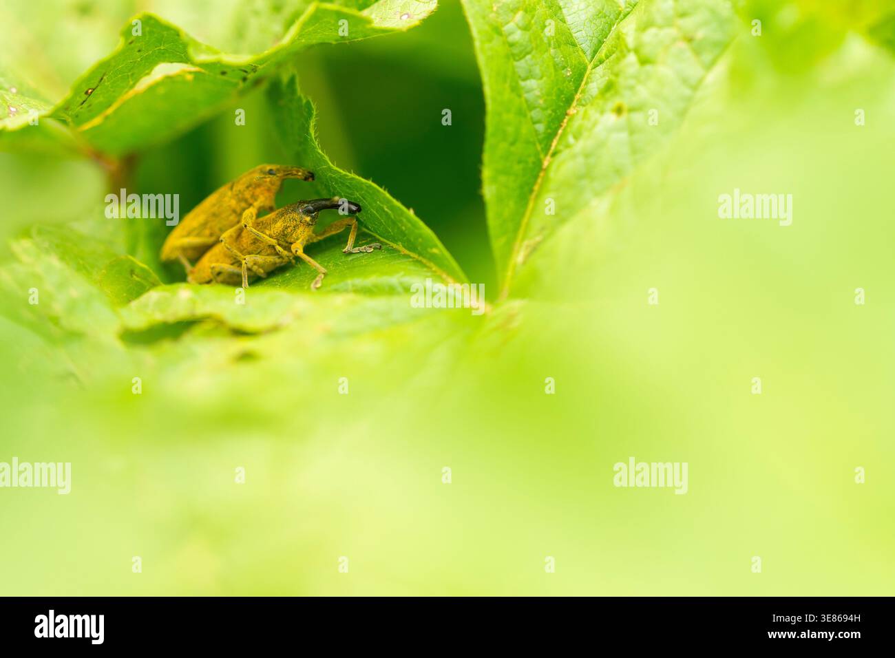 Makrofoto von einem gelben Lixus angustatus-Käfer, der auf üppig grünen Blättern ruht und Antennen und Textur mit weichem natürlichem Licht und Unschärfe zeigt Stockfoto