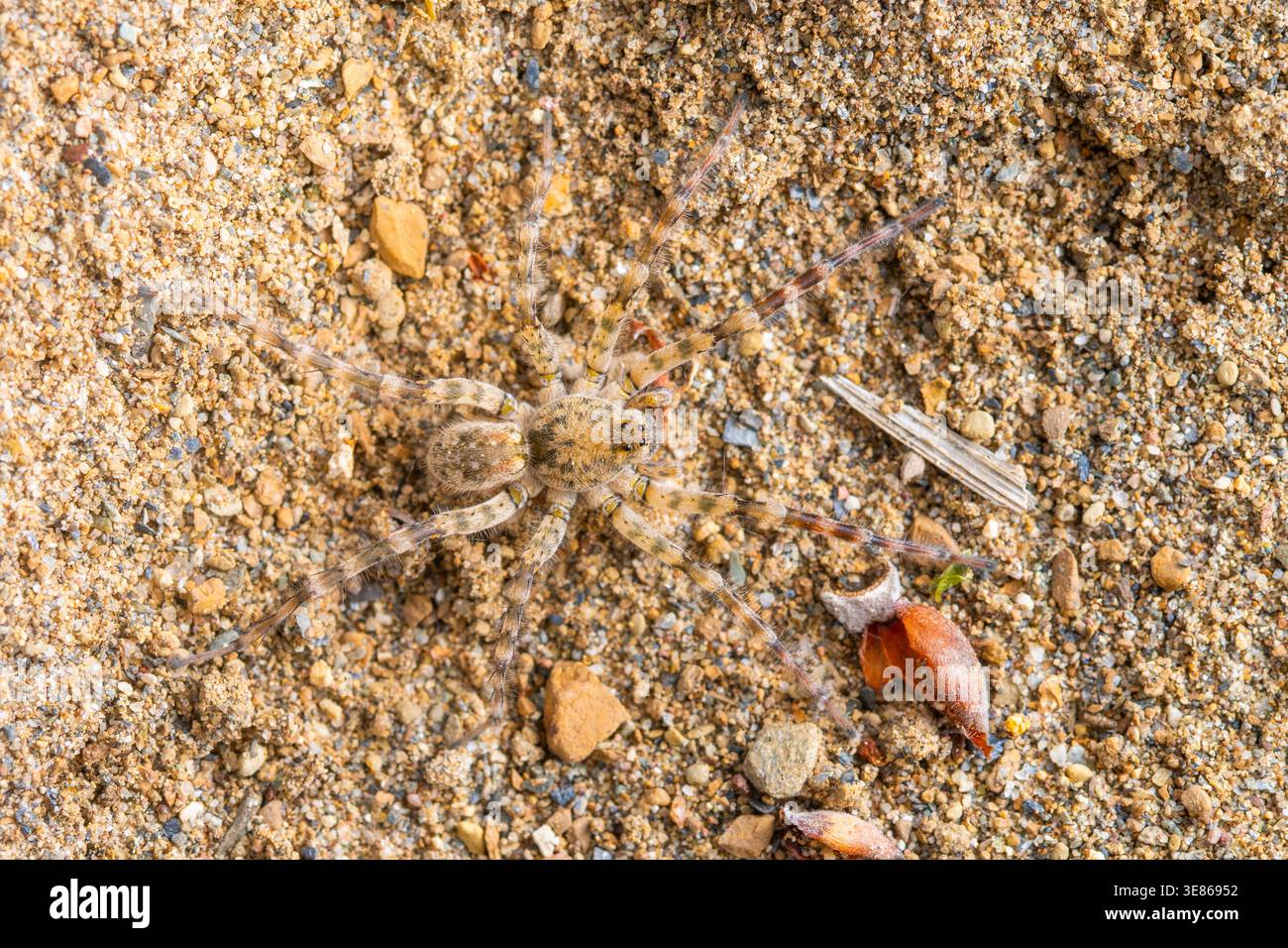 Detaillierte Nahaufnahme einer Wolfsspinne, die sich in groben Sand und kleinen Kieselsteinen verschmilzt, mit natürlicher Tarnung, gestreiften Beinen und Körperstruktur in Wildnis Stockfoto