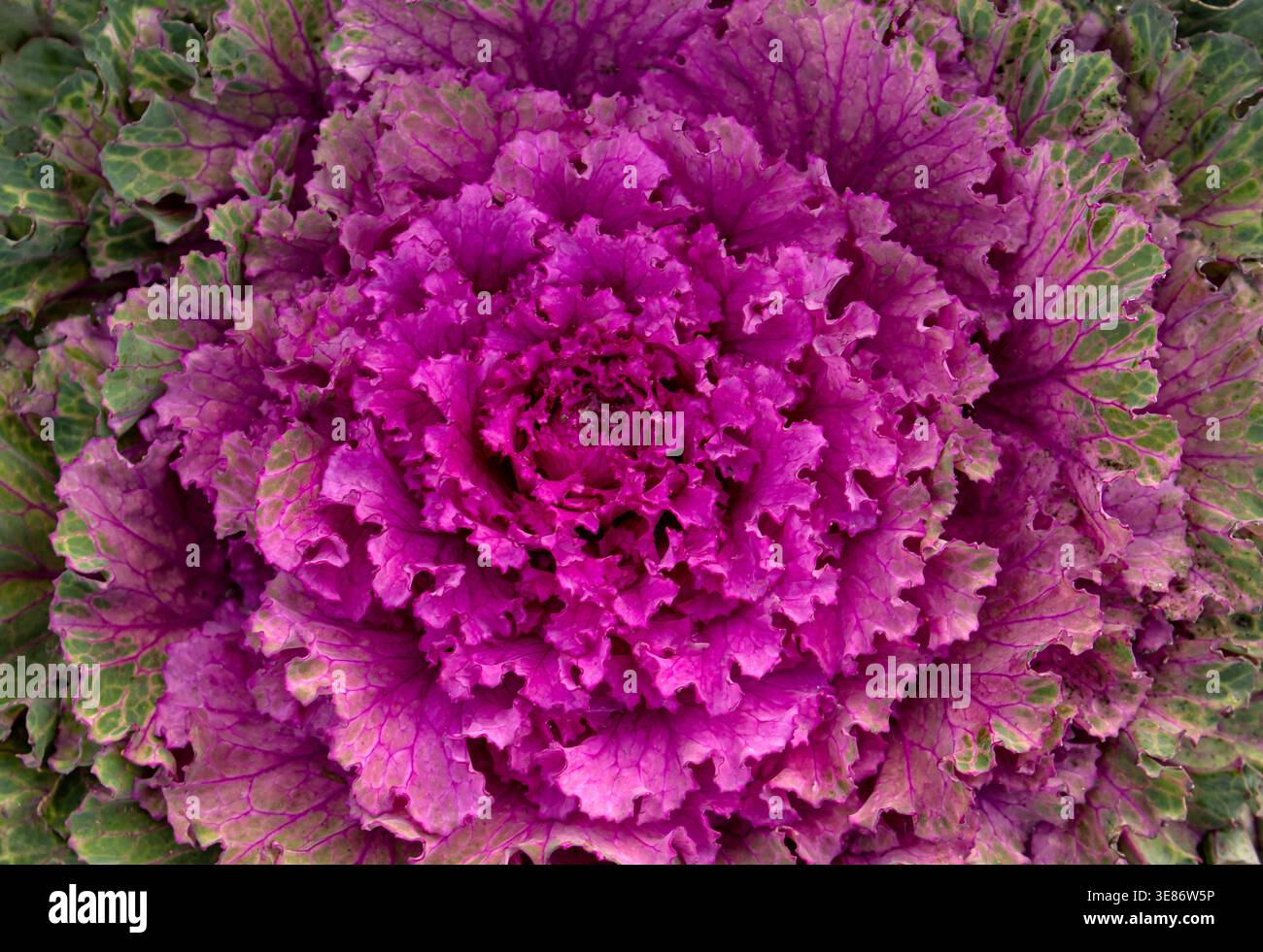 Blick von oben auf die blühende dekorative Kohlpflanze im Garten. Zierkohl. Winterblumen. Farbige Blätter von Zierkohl. Einrichtung in Karmesinrot Stockfoto