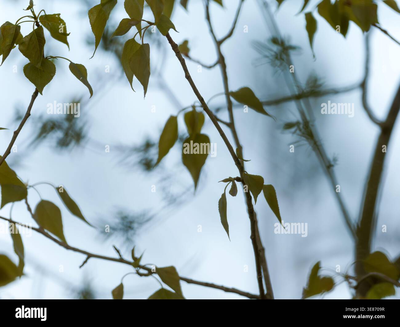 Nahaufnahme von Ästen mit grünen Blättern vor einem weichen Himmel, die einen natürlichen und ruhigen Hintergrund im Freien schaffen Stockfoto