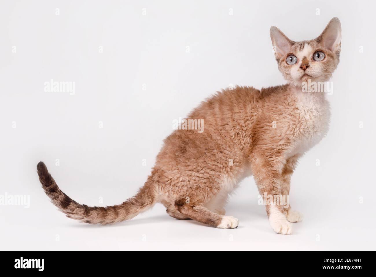 Blauäugiges Devon Rex-Kätzchen, das auf weißem Hintergrund sitzt, lilafarbener, tabby gelockter Mantel. Stockfoto