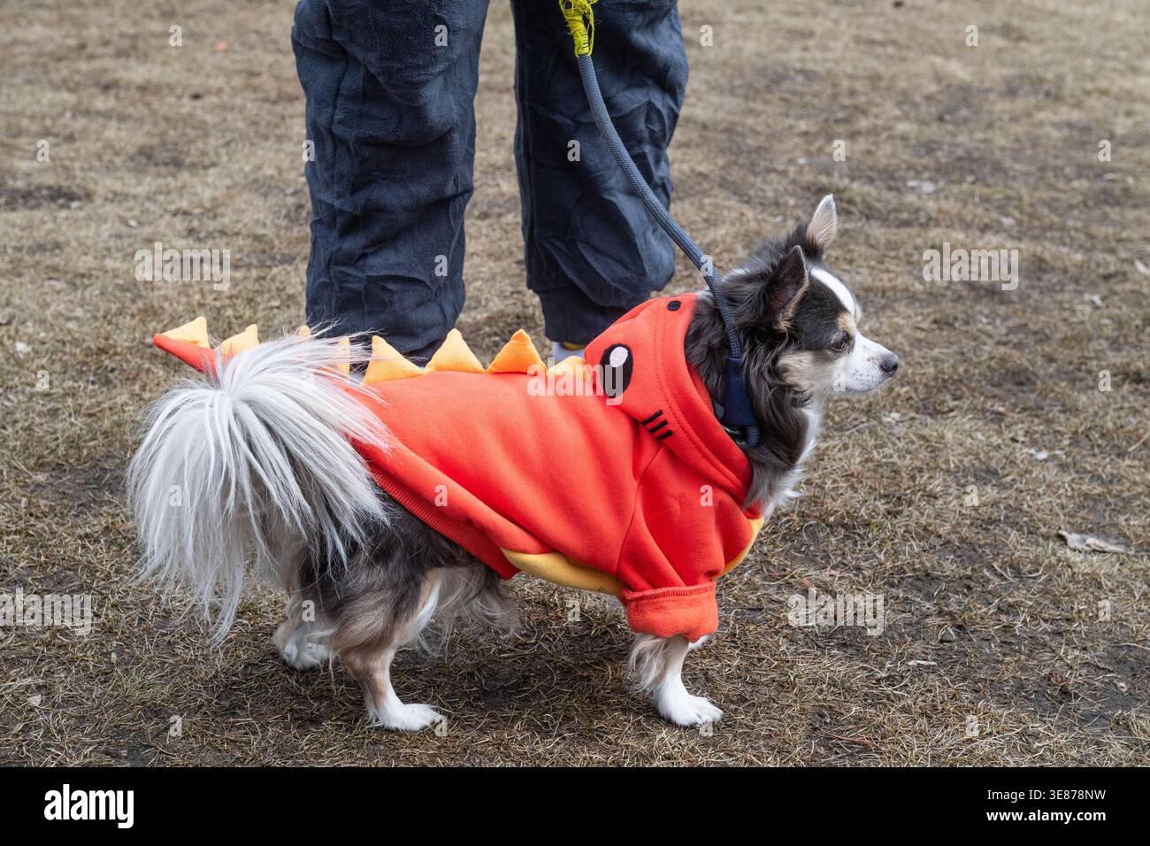 Langhaariger Chihuahua-Hund bei Jurassic Jamboree der University of Calgary Rex, dem neuen Guinness-Weltrekord in Alberta Kanada Stockfoto