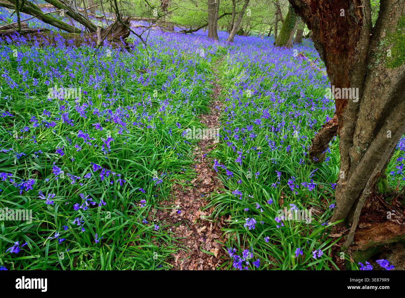 Englische Blauglocken (Hyacinthoides non-scripta) blühen im April und bilden dichte Teppiche in leuchtendem Blau über alte Wälder. Buckinghamshire, England Stockfoto