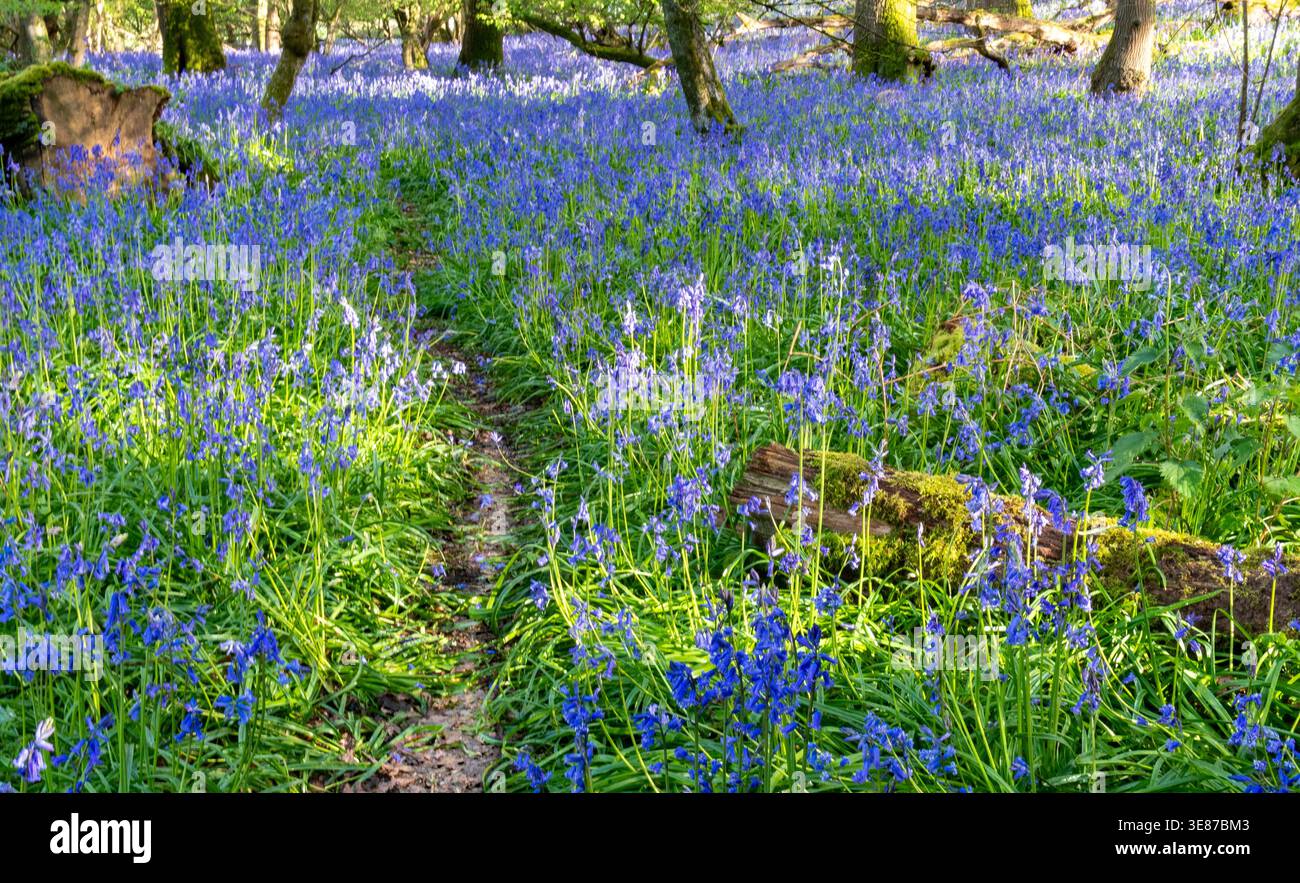 Englische Blauglocken (Hyacinthoides non-scripta) blühen im April und bilden dichte Teppiche in leuchtendem Blau über alte Wälder. Buckinghamshire, England Stockfoto