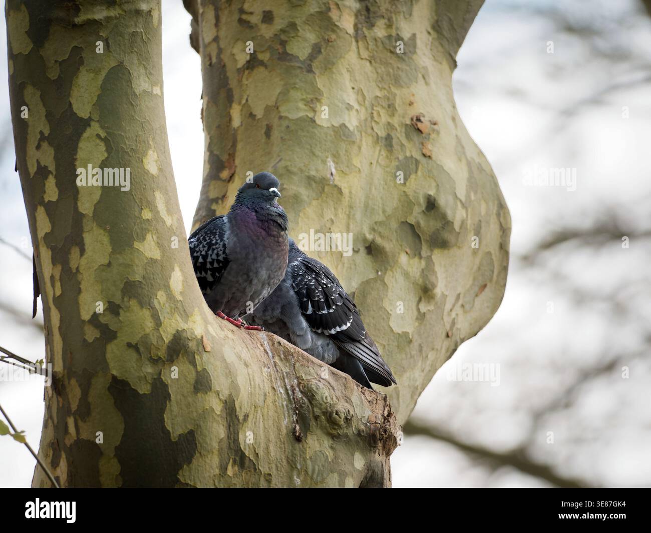Zwei Steintauben (Columba Livia domestica), die auf einem Felsvorsprung sitzen und das Bindungsverhalten in einer städtischen Umgebung zeigen. Stockfoto