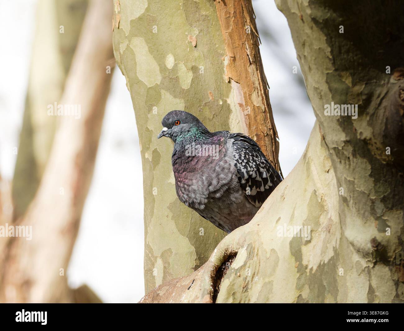 Zwei Steintauben (Columba Livia domestica), die auf einem Felsvorsprung sitzen und das Bindungsverhalten in einer städtischen Umgebung zeigen. Stockfoto