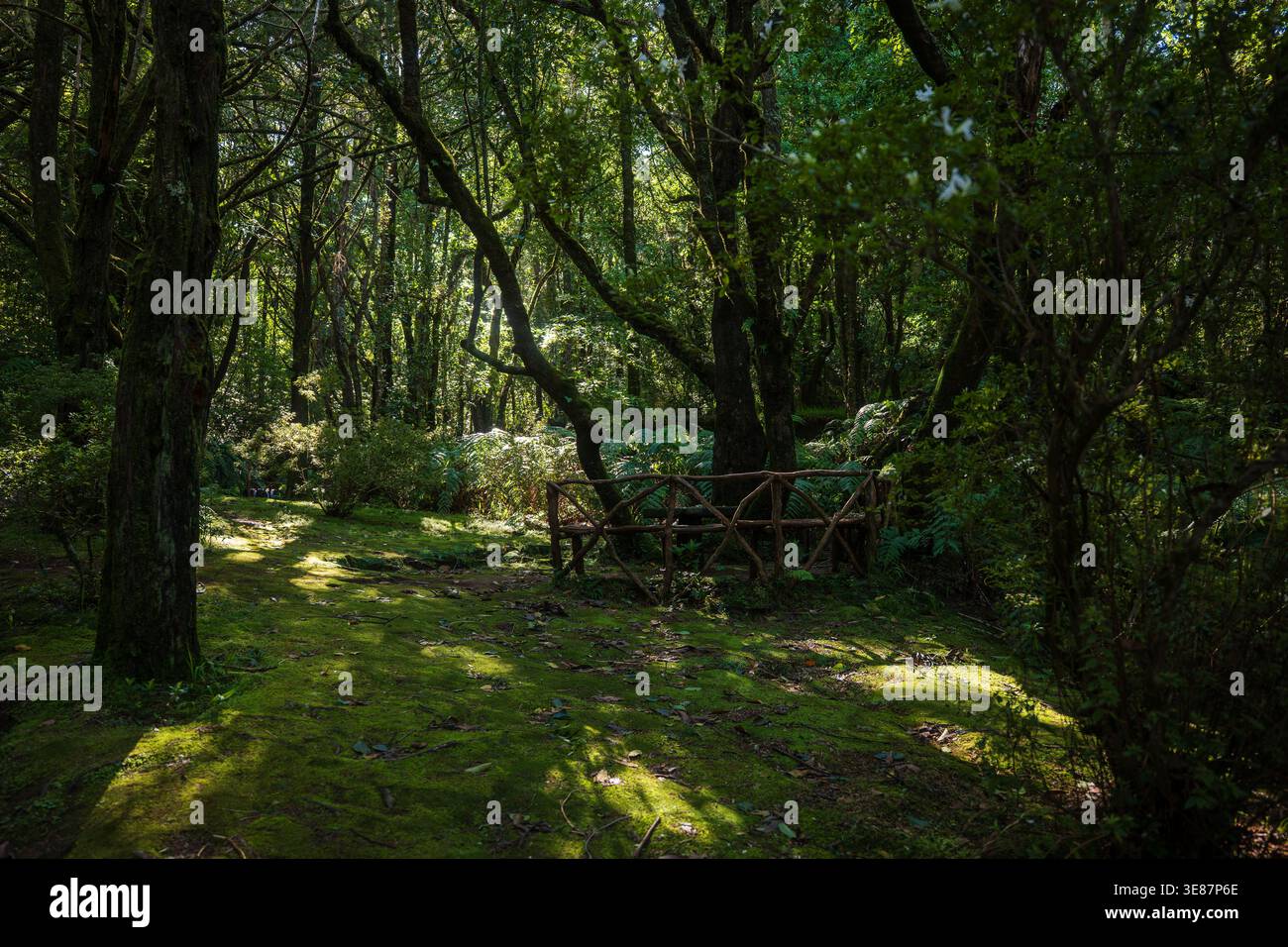 Der Lorbeerwald von Madeira Laurisilva zeigt eine mit Moos bewachsene Rodung, hohe ineinander verschlungene Bäume, Farne und einen rustikalen Holzhandlauf auf einem kleinen Weg in weichem af Stockfoto