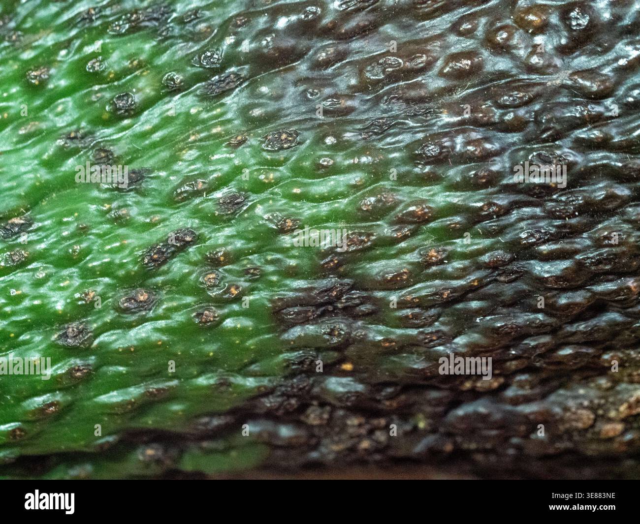 Raue Avocadohaut mit holprigen, dunklen Flecken und Grüntönen. Die Oberflächenstruktur zeigt natürliche Unreinheiten und leichte Feuchtigkeit. Nahansicht betont o Stockfoto