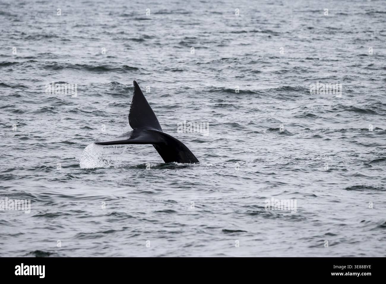 Nordatlantischer Glattwal (Eubalaena glazialis), Flosse aus dem Wasser, Hermanus, Südafrika Stockfoto