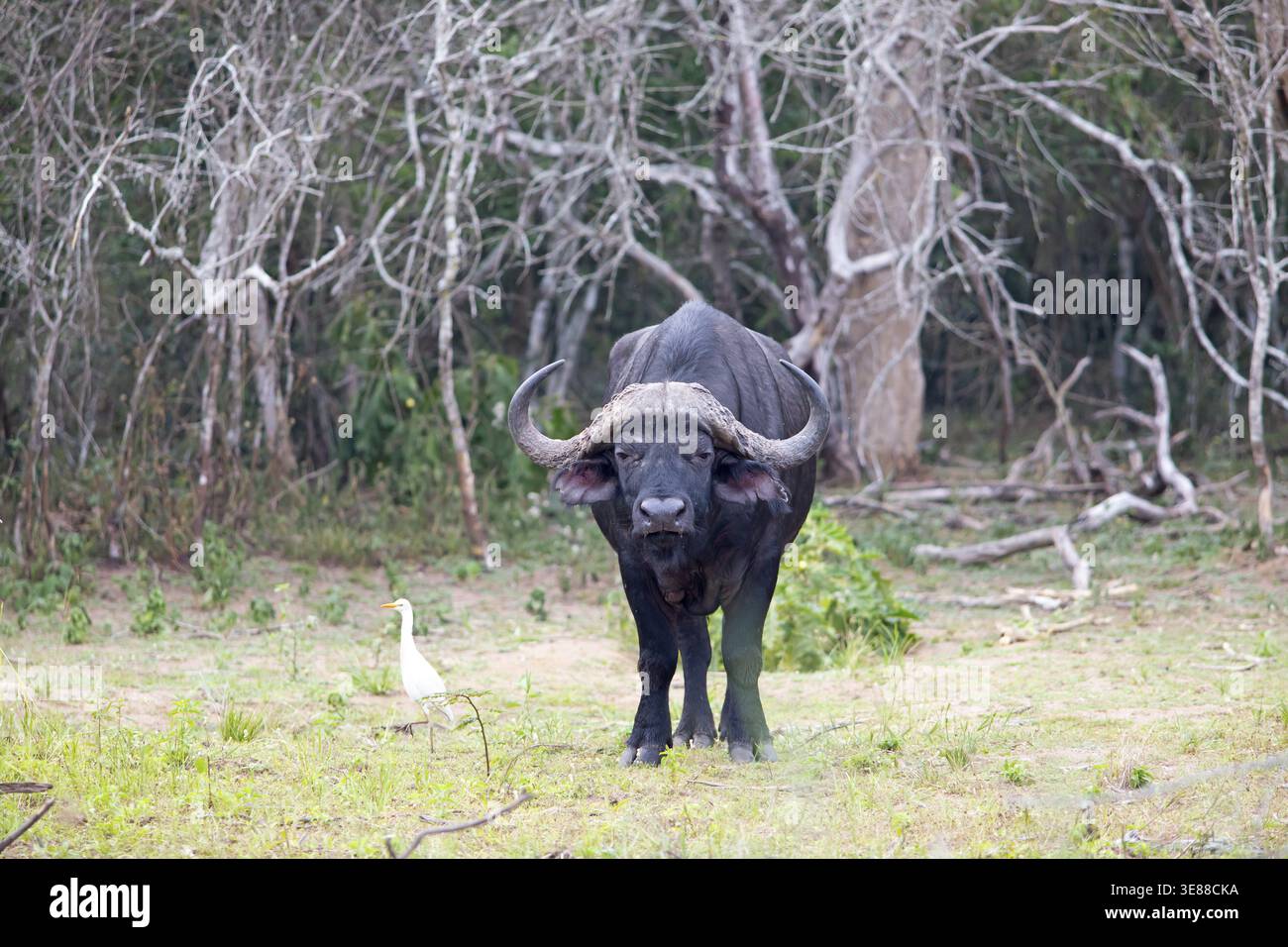 Cape Buffalo (Syncerus Caffer) oder Black Buffalo oder African Buffalo oder Steppe Buffalo mit Blick in die Kamera, Akagera National Park oder Kagera National Stockfoto
