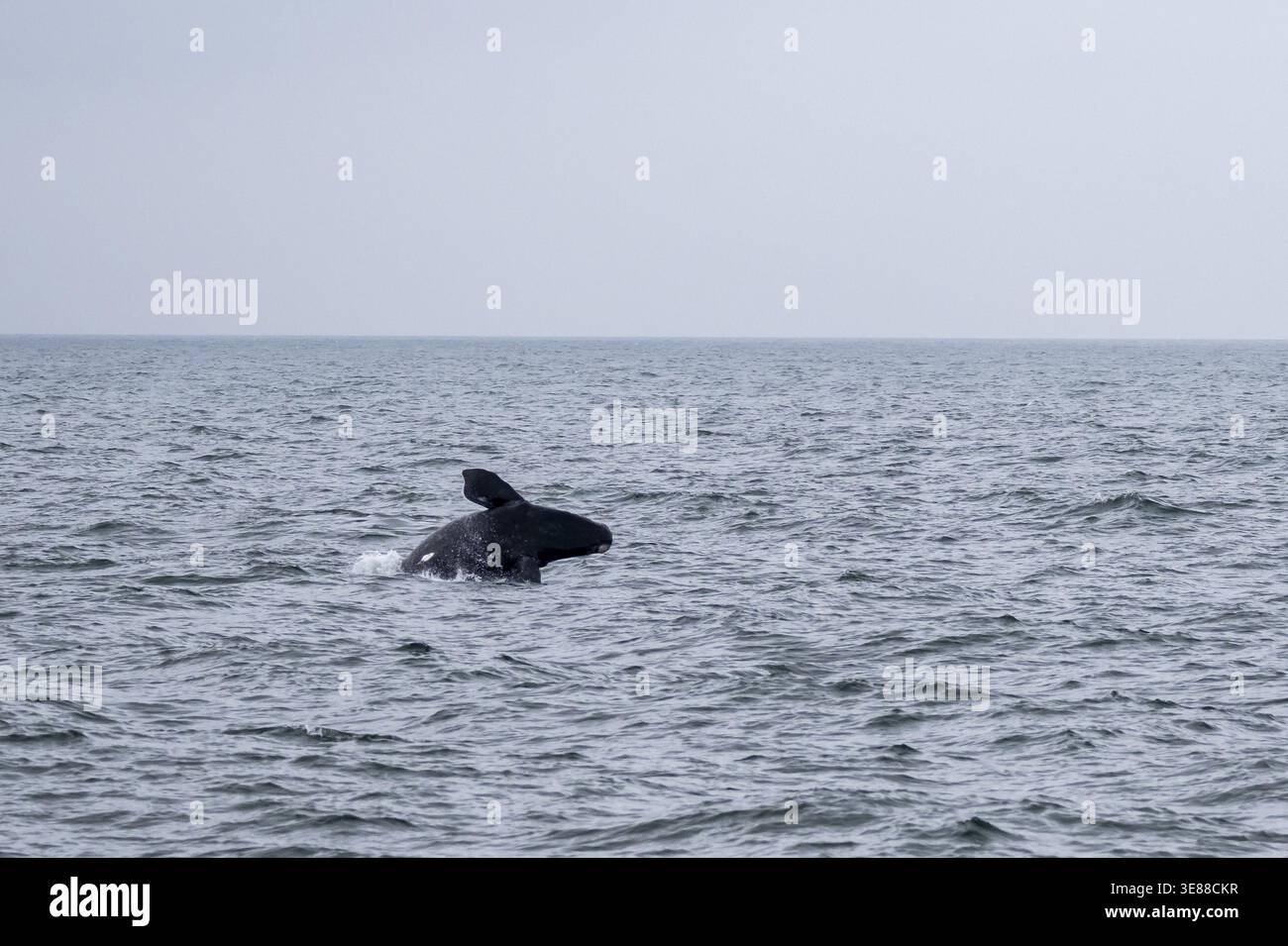 Nordatlantischer Glattwal (Eubalaena glazialis), der aus dem Wasser sprintet, Hermanus, Südafrika Stockfoto