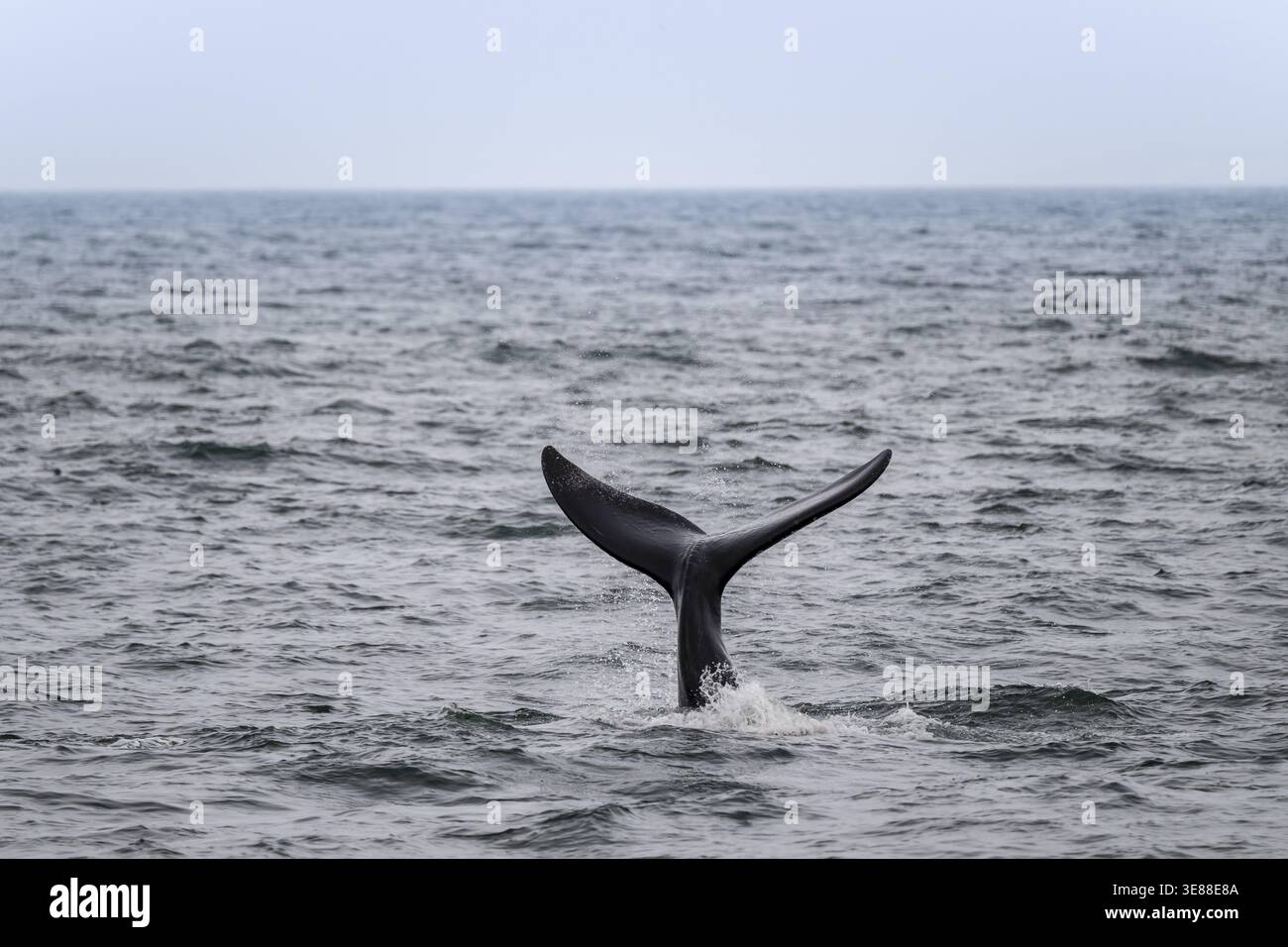 Nordatlantischer Glattwal (Eubalaena glazialis), Flosse aus dem Wasser, Hermanus, Südafrika Stockfoto